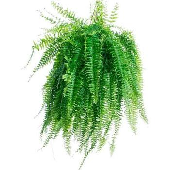imagem de FLOR NATURAL SAMAMBAIA AMERICANA