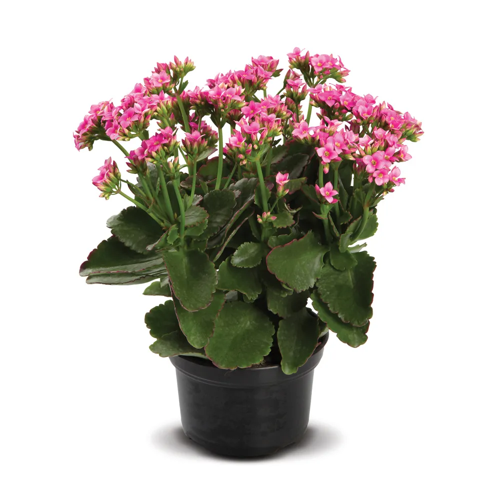 imagem de FLOR NATURAL CALANDIVA
