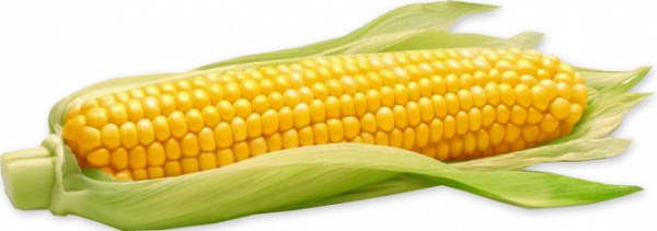 imagem de HORTI - MILHO VERDE UND