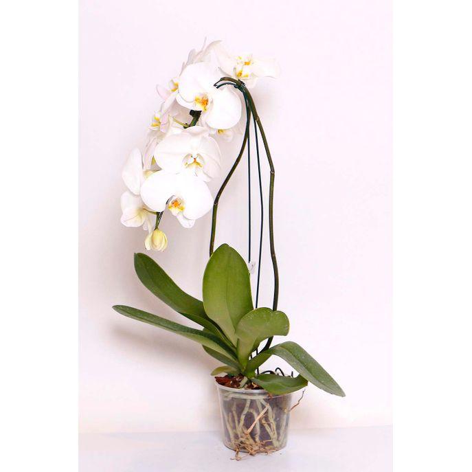 imagem de FLOR NATURAL ORQUIDEA PHALAENOPSIS P15