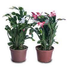 imagem de FLOR NATURAL FLOR DE MAIO