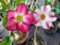 imagem de FLOR NATURAL ROSA DO DESERTO