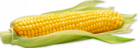 imagem de HORTI - MILHO VERDE UND